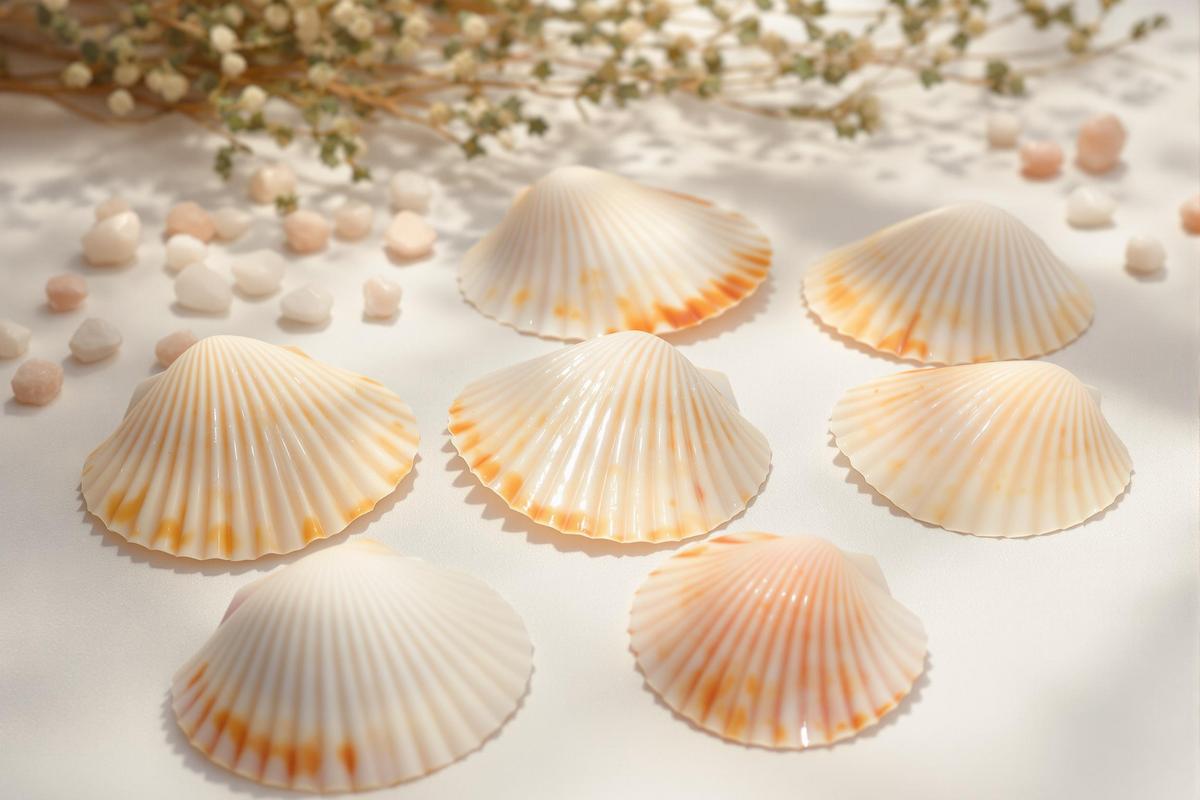 Nettoyer et recharger pierres avec coquilles saint-jacques.jpg